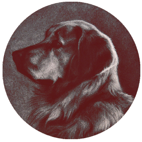 Silent Dog Pictures